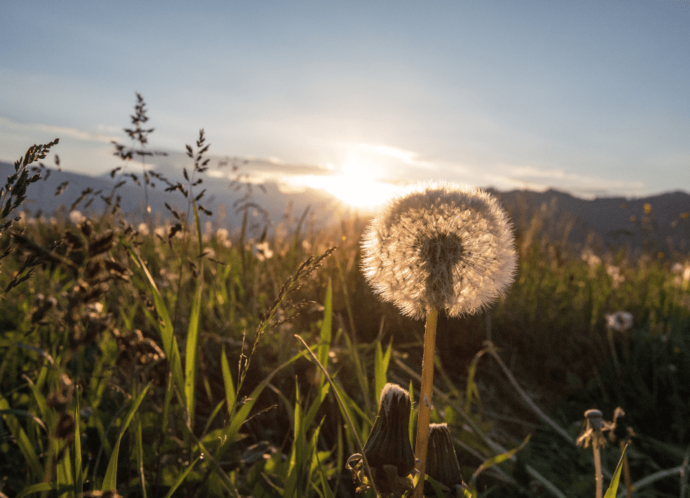 Traumhafte Natur auf den Bergen im Salzburger Land © Flachau Tourismus / Martin Stifter