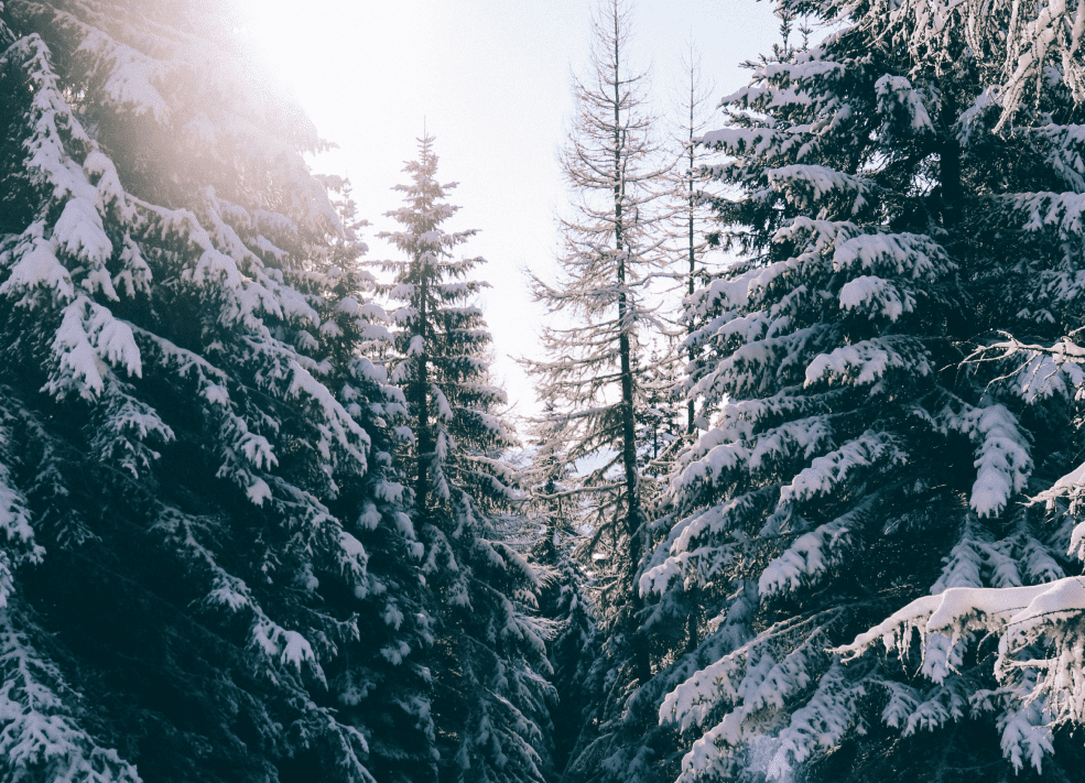 Wald im Winter © Unsplash.com